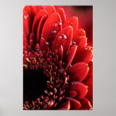 Blume Poster (Voorkant)