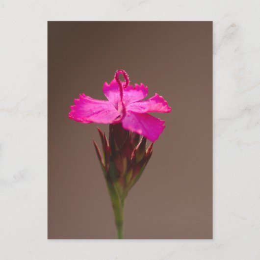 Blumengruß für Deine Liebsten Briefkaart (Voorkant)