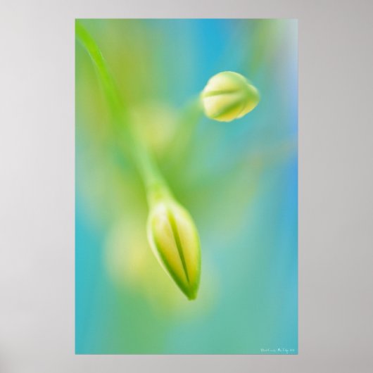 Blurred Curiosity Poster (Voorkant)