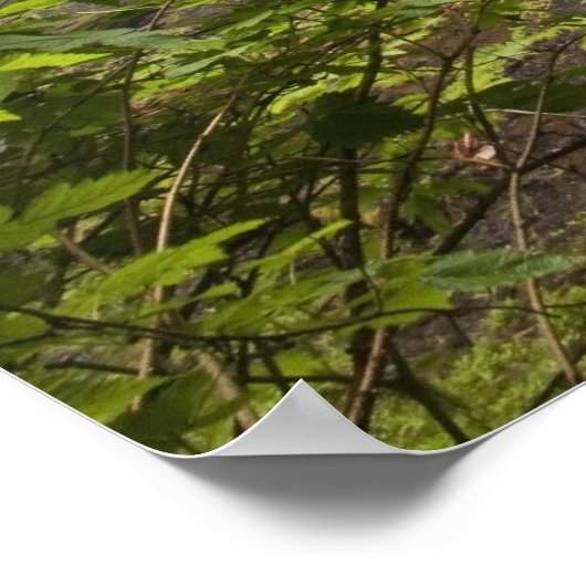 Blurred Waterfall en Forest Uitzicht in Oregon Poster (Hoek)