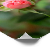 Blush Belofte: De Ontwikkelende Roos Poster (Hoek)