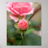 Blush Belofte: De Ontwikkelende Roos Poster (Voorkant)