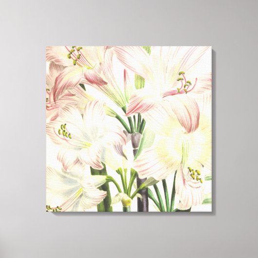 Blush Lilies Canvas Afdruk (Voorkant)