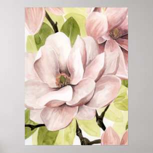 Blush Magnolia Flowers Poster