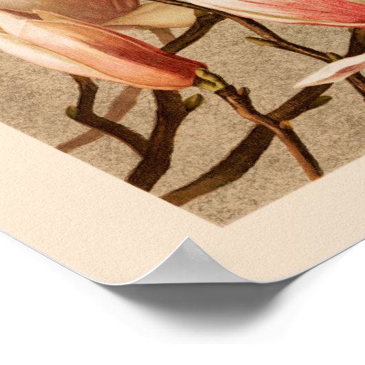  Blush Magnolias Poster (Hoek)