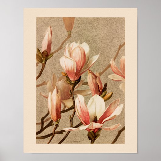 Blush Magnolias Poster (Voorkant)