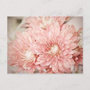 Blush Mums Briefkaart