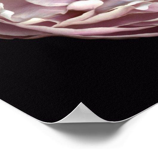 Blush Peony Poster (Hoek)