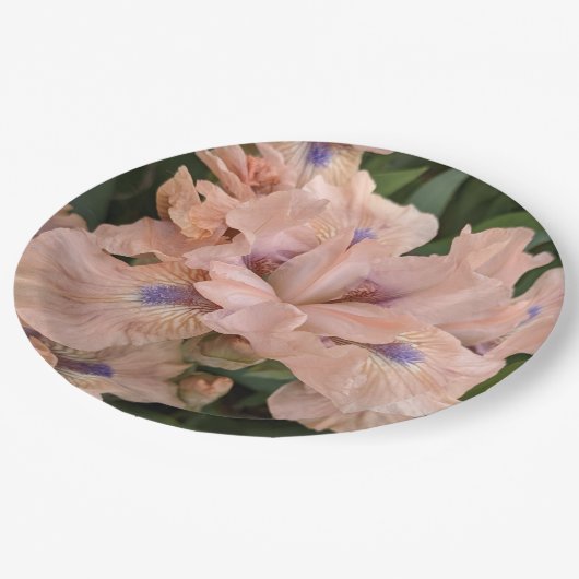 Blush Pink Bearded Iris Floral Paper Bord (Gekanteld)