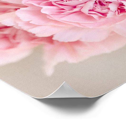 Blush Pink Carnations Poster (Hoek)