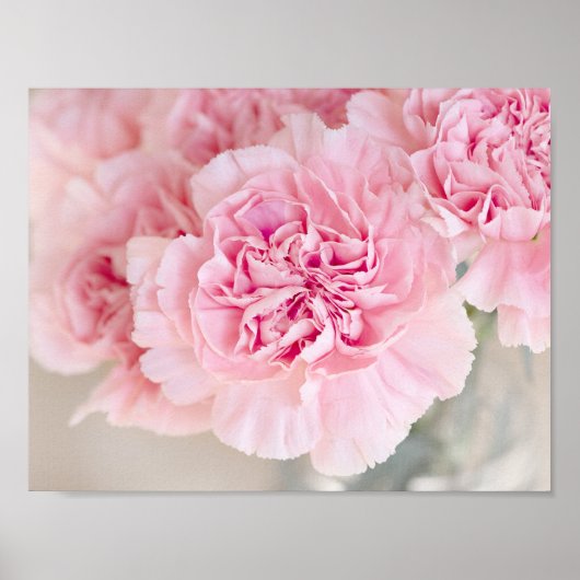 Blush Pink Carnations Poster (Voorkant)