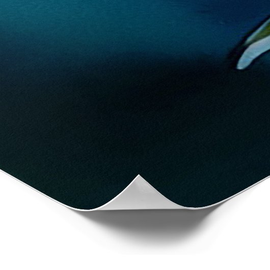 Blush plumeria Poster (Hoek)