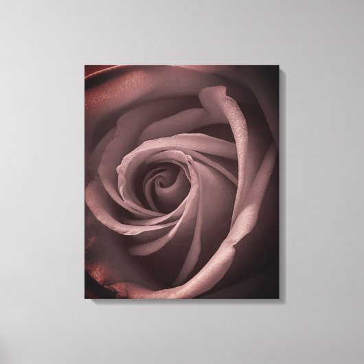  Blush Roos Canvas Afdruk (Voorkant)