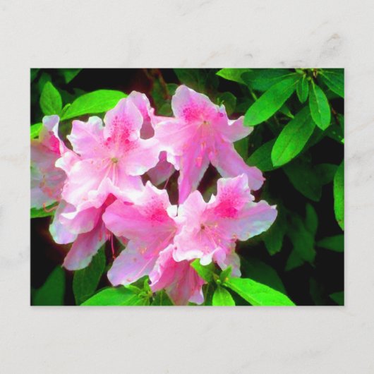 Blush roze briefkaart (Voorkant)