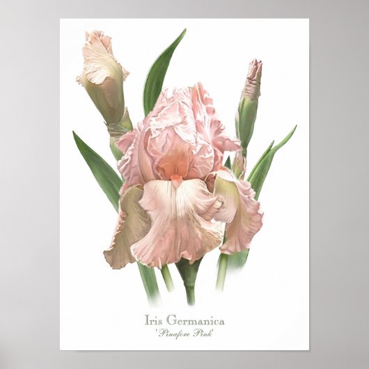 Blush Roze Iris Originele Kunst Afdrukken Poster (Voorkant)