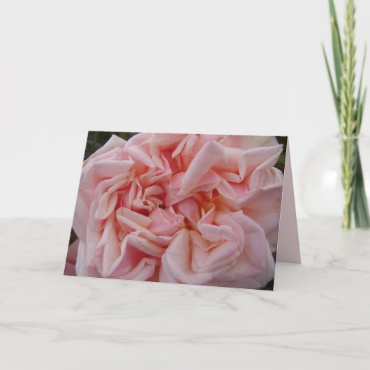 Blush Roze Kool Roos Rozen Pastel Bloem Kaart (Voorkant)