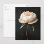 Blush roze pioen botanische schilderij briefkaart (Voorkant / Achterkant)