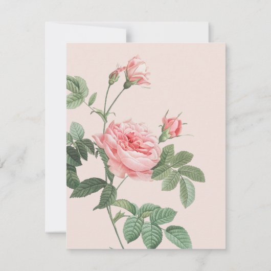 Blush roze Roos Note Kaart Notitiekaartje (Achterkant)