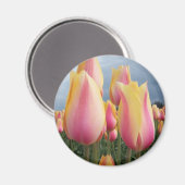 Blushing Beauty Tulpen Magneet (Voorkant / Achterkant)