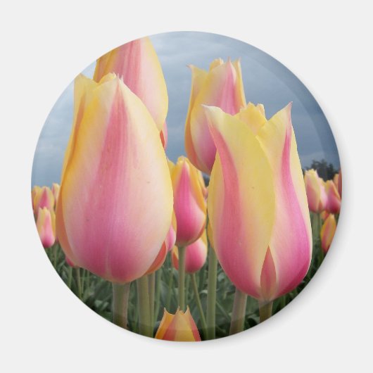 Blushing Beauty Tulpen Magneet (Voorkant)
