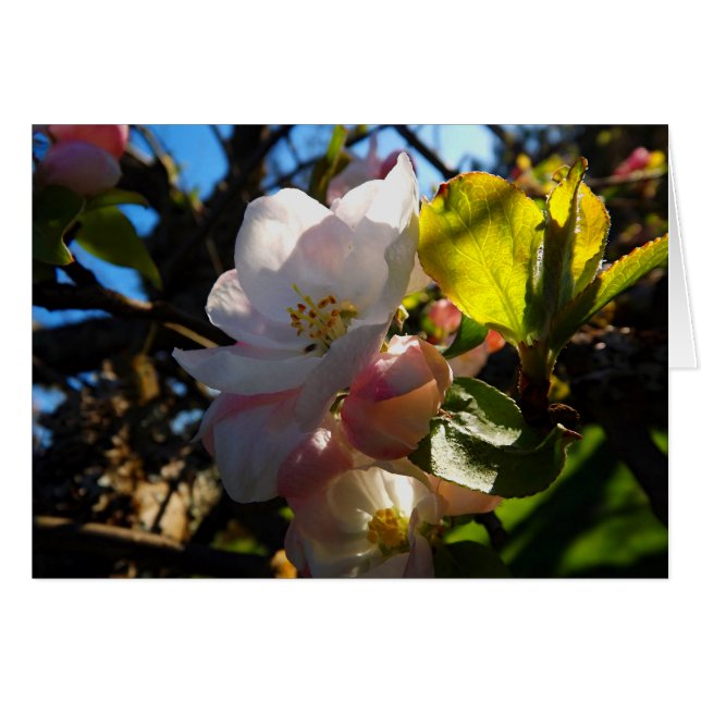 Blushing Blooms (Voorkant Horizontaal)