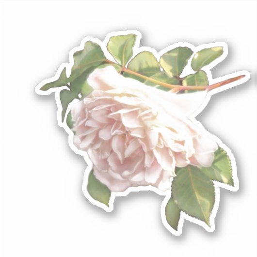 Blushing Ivoor roze perzik Roos Sticker (Voorkant)