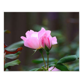 Blushing Knock Out Roos Foto Uitbreiding Afdruk