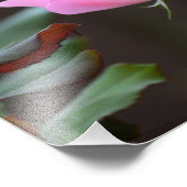 Blushing Knock Out Roos Foto Uitbreiding Afdruk (Hoek)