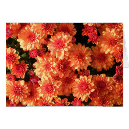 "Blushing Oranje Mums"