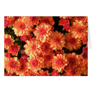 "Blushing Oranje Mums"