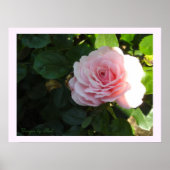 Blushing Roze Poster (Voorkant)