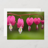 Blüten des tränenden Herzens Briefkaart (Voorkant / Achterkant)