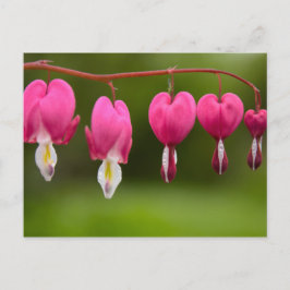 Blüten des tränenden Herzens Briefkaart