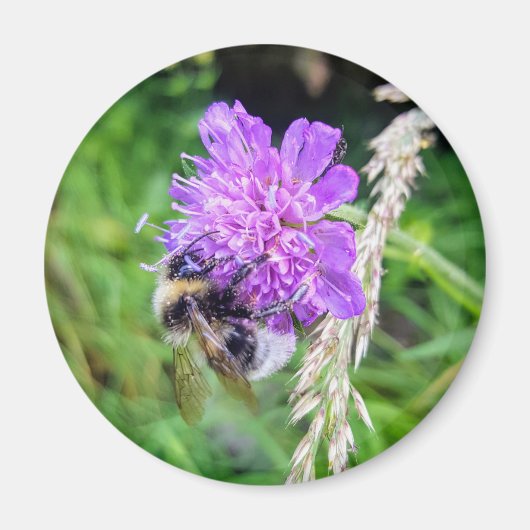 Blütenkraft – Runder Magnet mit Hummelmotiv (Voorkant)