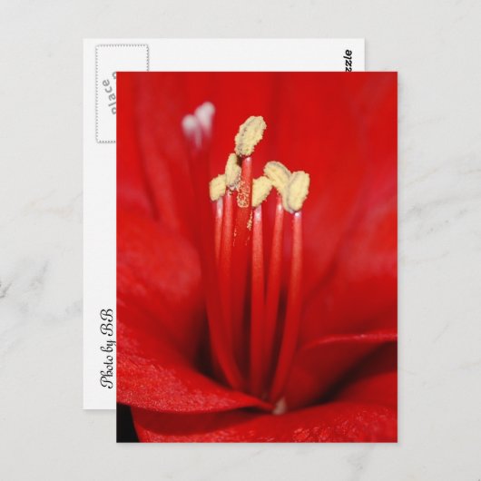 Blütenstaub Briefkaart (Voorkant / Achterkant)