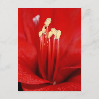 Blütenstaub Briefkaart