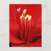 Blütenstaub Briefkaart (Voorkant)