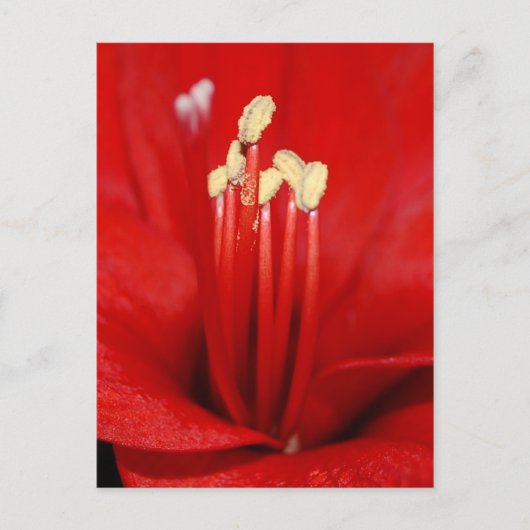 Blütenstaub Briefkaart (Voorkant)