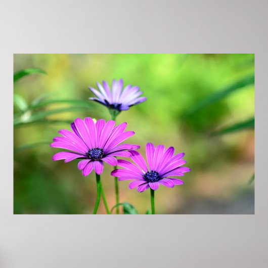 Blütentraum Poster (Voorkant)