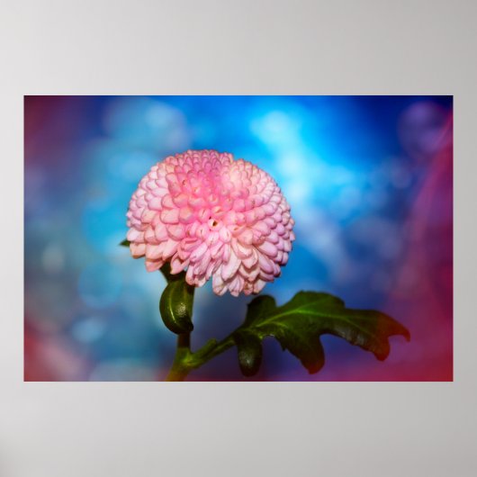 Blütenzauber Poster (Voorkant)