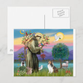 Bndr-StFrancis-Sheltie-Leah-nocat Briefkaart (Voorkant / Achterkant)