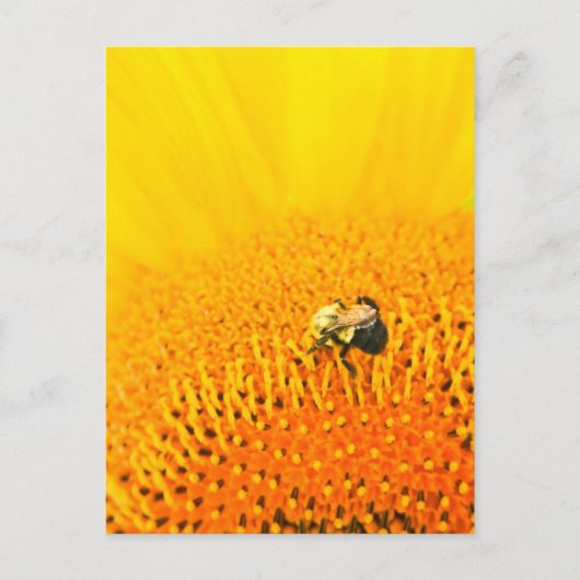 BNo2: Bijenachtig nummer 2 Briefkaart (Voorkant)
