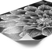 BnW Fractal Dahlia Flower via Electron Microscope Foto Afdruk (Hoek)