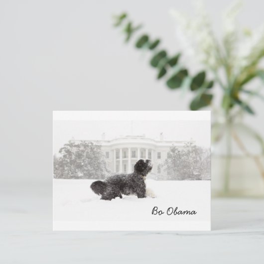 Bo Obama Briefkaart (Staand voorkant)