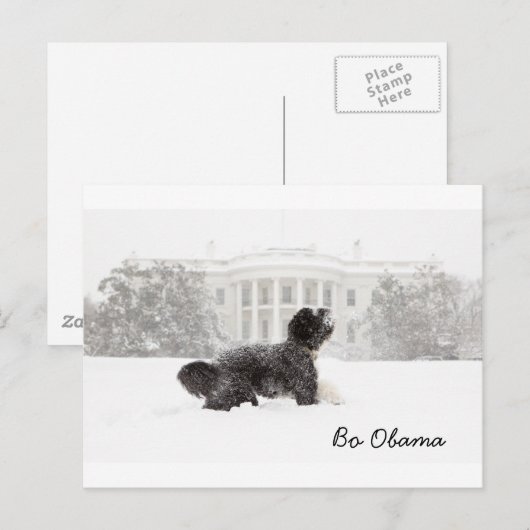 Bo Obama Briefkaart (Voorkant / Achterkant)