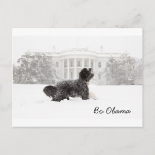 Bo Obama Briefkaart