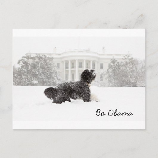 Bo Obama Briefkaart (Voorkant)