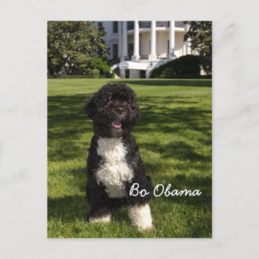 Bo Obama Briefkaart (Voorkant)