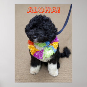 Bo Obama - Poster Aloha