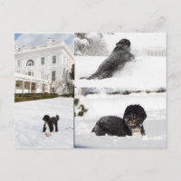 Bo "The Obama Family dog" in het sneeuwbriefkaart